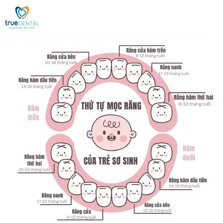 12 dấu hiệu mọc răng ở trẻ mà cha mẹ nên biết 1 Răng sữa là gì?