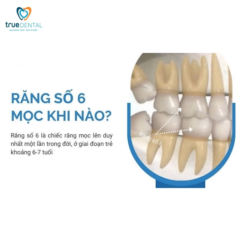 Răng số 6 là răng nào? Vai trò và những điều cần biết 2 Răng số 6 mọc khi nào?
