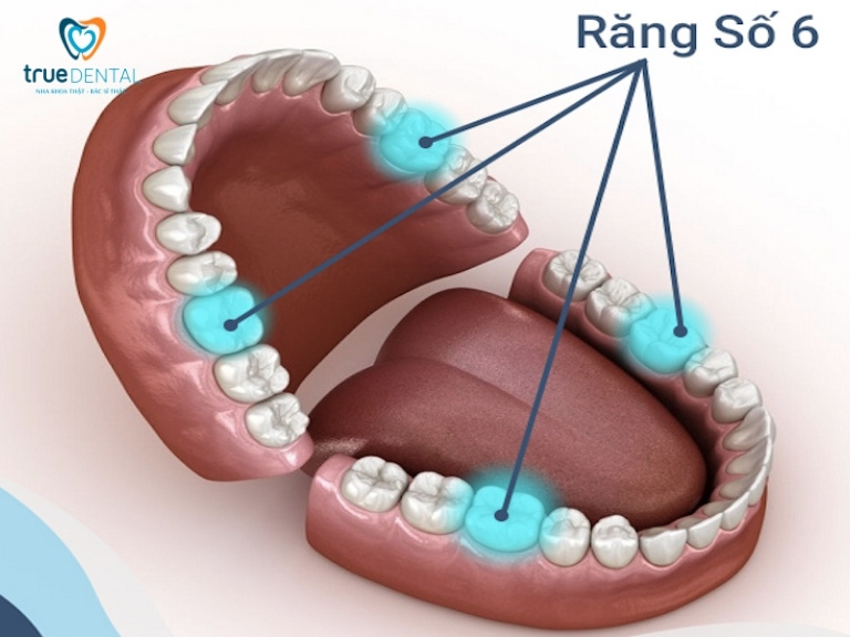 Răng số 6 là răng nào? Vai trò và những điều cần biết 1 Răng số 6 là răng gì? Vị trí răng số 6?