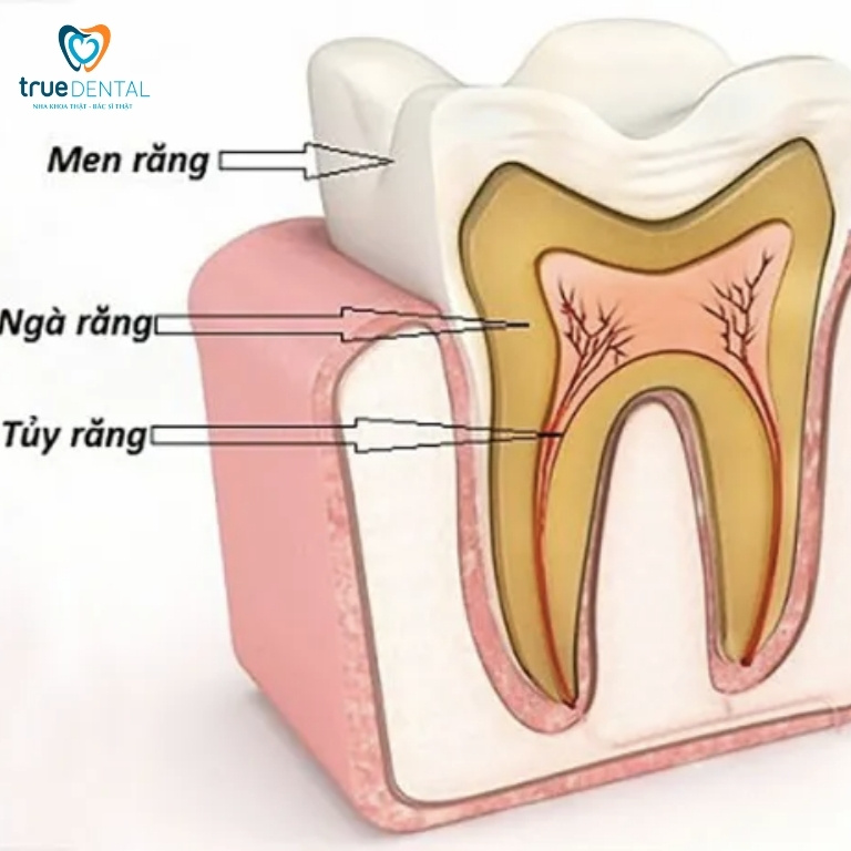 Răng số 6 là răng nào? Vai trò và những điều cần biết 3 Cấu tạo của răng số 6