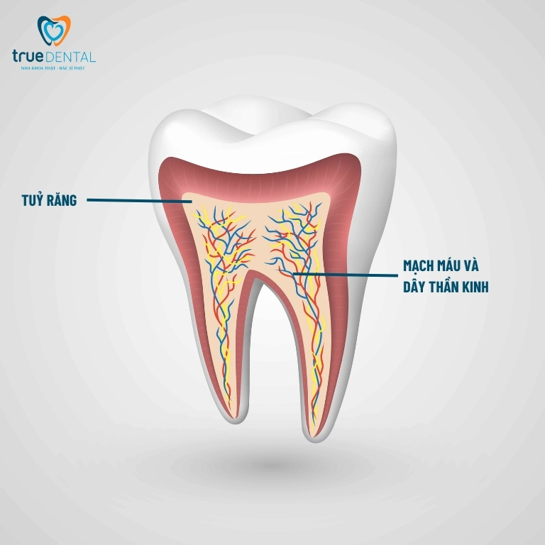 Răng lấy tủy có bị tiêu xương không? 1 Tủy răng là gì?