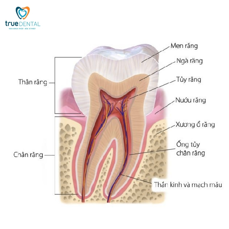 Tủy răng là gì? Cấu tạo, tác dụng và tâm quan trọng của tuỷ răng 2 Cấu tạo tủy răng
