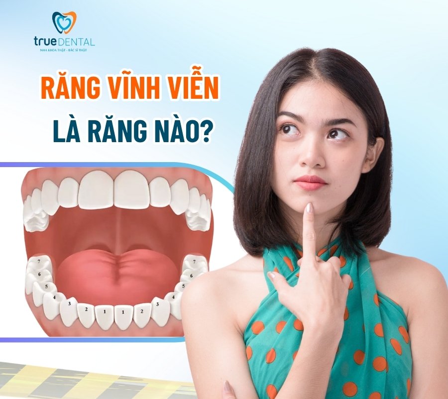 Răng vĩnh viễn là răng nào? Có bao nhiêu cái? 1 Răng vĩnh viễn là răng nào?