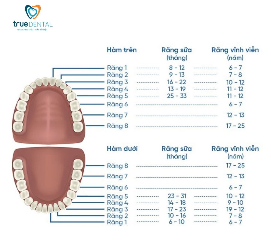Răng vĩnh viễn là răng nào? Có bao nhiêu cái? 2 Răng vĩnh viễn có bao nhiêu cái?